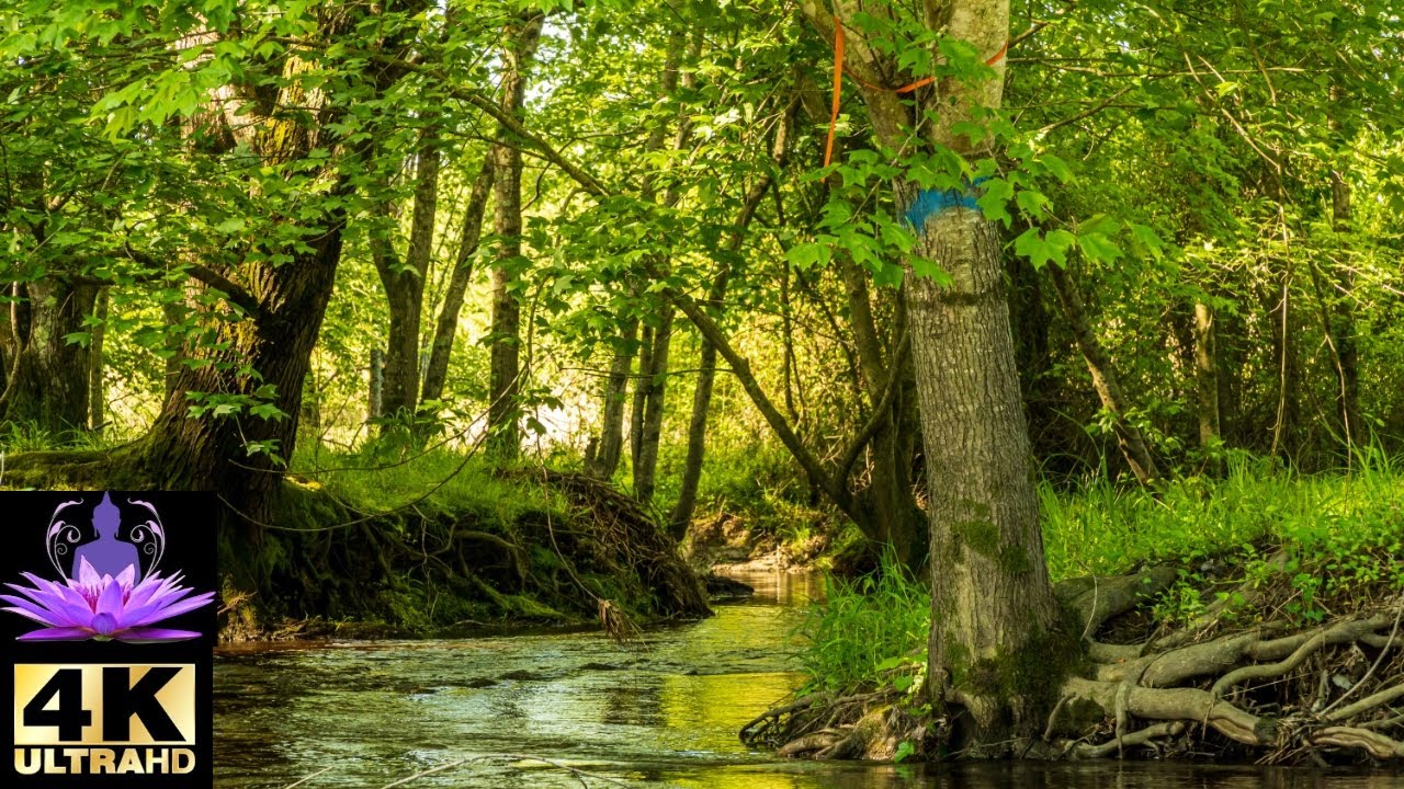 Peaceful Forest River Relaxing Water Stream Sounds Life Is A Miracle Nature Video For Sleeping Youtube