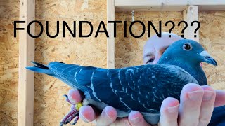 New racing pigeons 2021 breeding pair!! Foundation for RFRP??