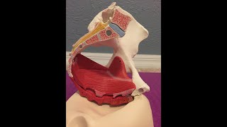 👉🏼You are probably doing your Kegels Wrong🙁...