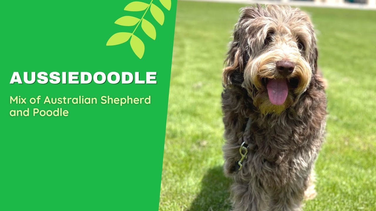 Aussiedoodle The Perfect Mix Of Australian Shepherd And Poodle Youtube