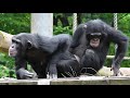 チンパンジーのサクラとフブキの交尾の練習  多摩動物公園
