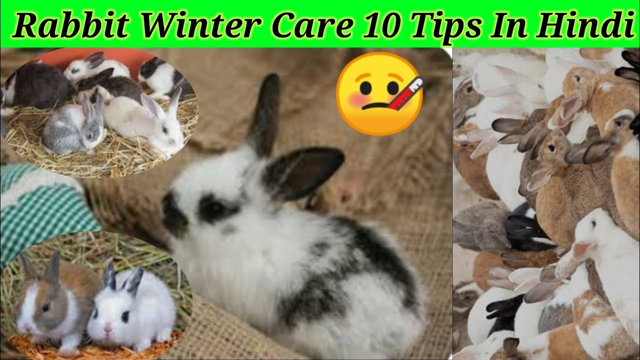 Rabbit Winter Care 10 Tips In Hindi/ सर्दियों में खरगोश की देखभाल कैसे