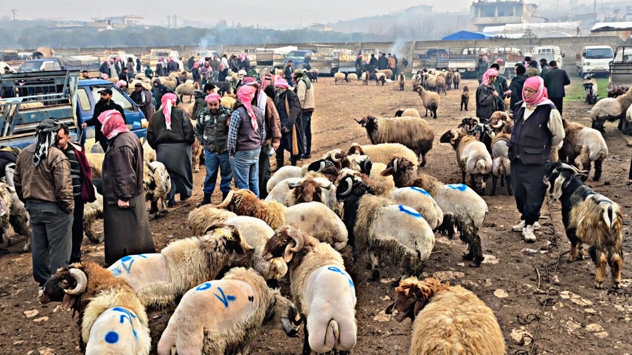 سوق أغنام بشمارون غربي محافظة إدلب ٤ يناير ٢٠٢٥