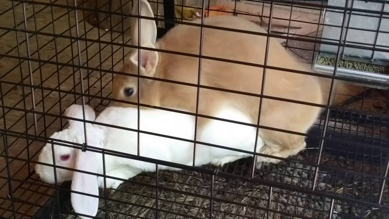 Breeding Rabbits Youtube