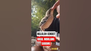 NGLOLOH ANAKAN CENDET HASIL MBOLANG SARANG BURUNG #mbolangsarangburung #cendet #cendetlolohan