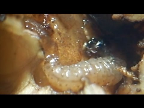 Video: Polilla De La Manzana: El Enemigo De La Cosecha