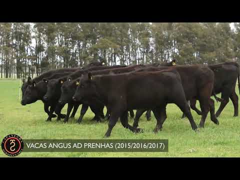 LOTE 75 -  VACAS ANGUS AD PRENHAS (2015/2016/2017)