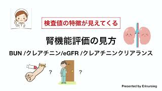 腎機能評価の見方｜BUN、クレアチニン、eGFR、クレアチニンクリアランス