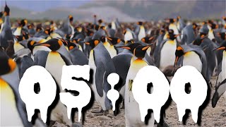 Mini Penguin Break Timer: 5-Minute Arctic Escape with Serene Vibe