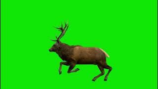 green screen rusa lari lompat 4k