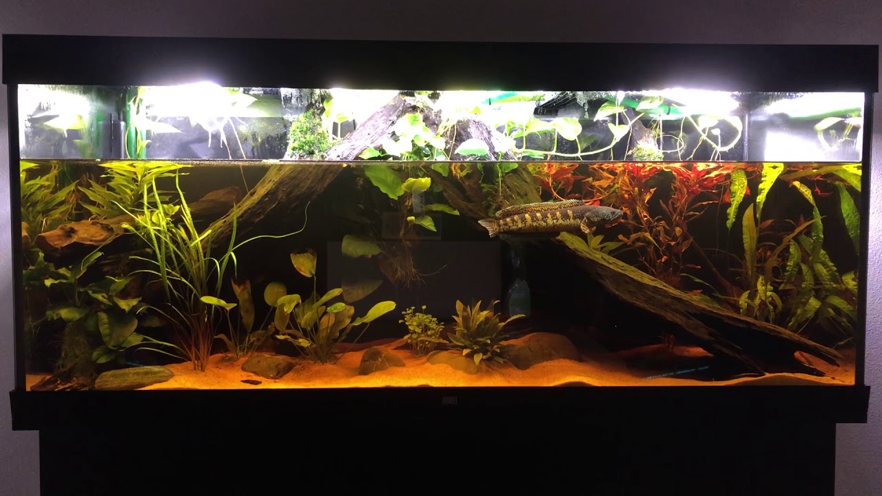 Channa Aurantimaculata Tank