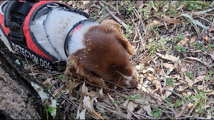 OWAD Environment Koala detection dogs