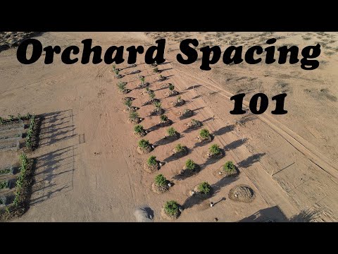 Ideal Fruit Tree Spacing | How Much Space Do You Need?