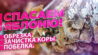 СТАРОЕ ДЕРЕВО ЗАПЛОДОНОСИТ! ОБРЕЗКА ЯБЛОНИ ВЕСНОЙ