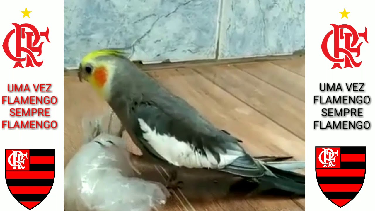 Uma Vez Flamengo Sempre Flamengo Calopsita Cantando O Hino Do Flamengo uma-vez-flamengo-sempre-flamengo-calopsita-cantando-o-hino-do-flamengo