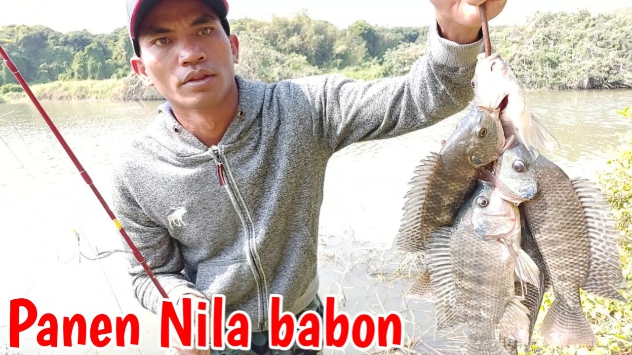 Cara mancing ikan Nila  2022 YouTube