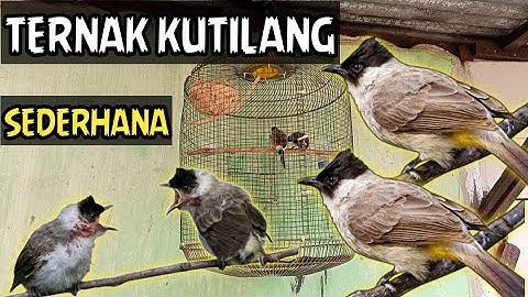 Cara Ternak Burung Kutilang Di Sangkar Gantung