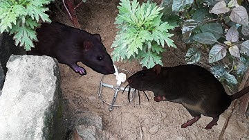 Cách Bẫy chuột bán nguyệt hiệu quả nhất / Bẫy chuột tốt nhất 2020 | Vuy Valo