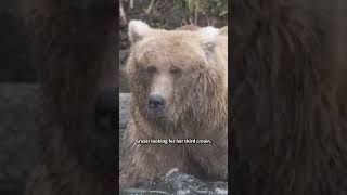 What To Expect From Fat Bear Week 2025