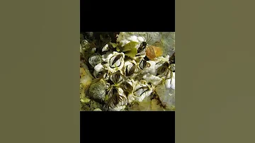 Морские жёлуди – это родственники крестовок
