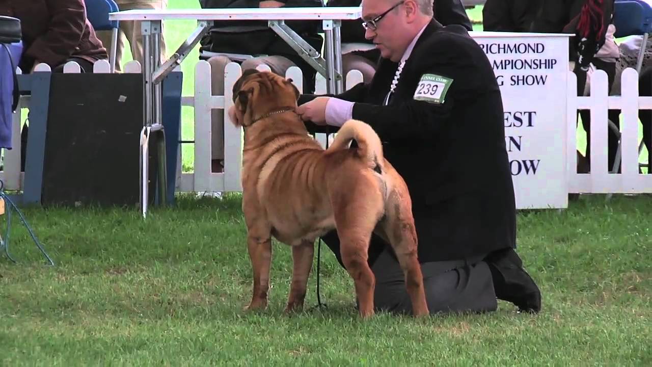 Richmond Championship Dog Show Best in Show 2011 puppy paradise