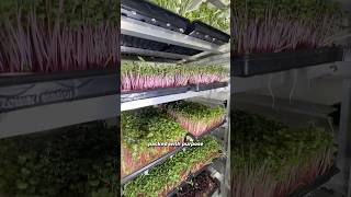 Fresh starts close to home #microgreens #localfarm #sustainability #eatlocal #lasvegasfood #eatgreen
