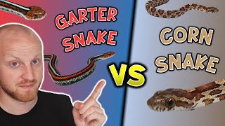 Corn Snake Vs Garter Snake