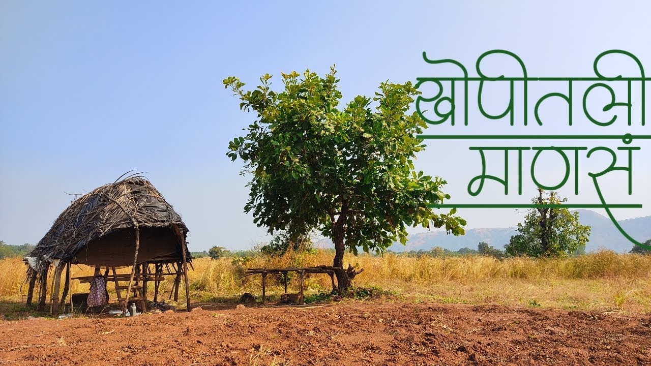 मामाकडे भुईमूग काढणी केली... bhuimug sheti at नाधवडे आणि खोप ।। #konkan ...