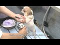 動物病院併設トリミングサロンのトリマーによる「愛犬のシャンプー動画（短毛犬）」
