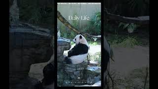Cute Giant Panda Daily｜可愛いジャイアントパンダ｜귀여운 자이언트 판다#GiantPanda #大熊猫 #판다 #ジャイアントパンダ