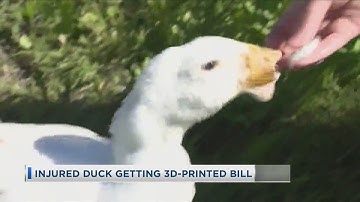 Injured Duck Getting 3D-Printed Bill KCAU 9 News Midday 4-11-24