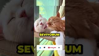 Kedin Seni Seviyor Mu? Test Et Şfet