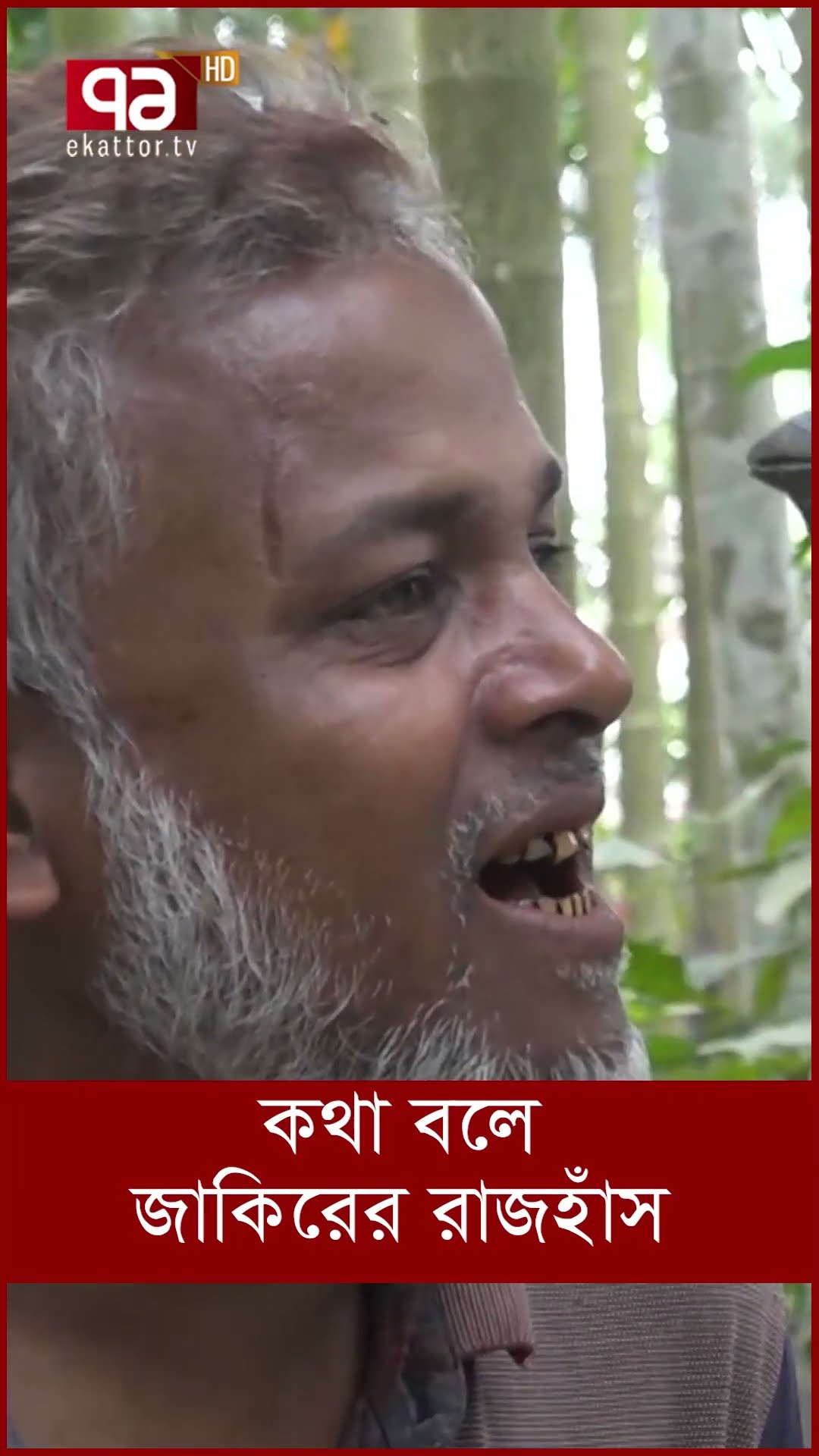 কথা বলে জাকিরের রাজহাঁস