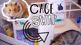 Setting Up My Hamster Cage | Cage Swap