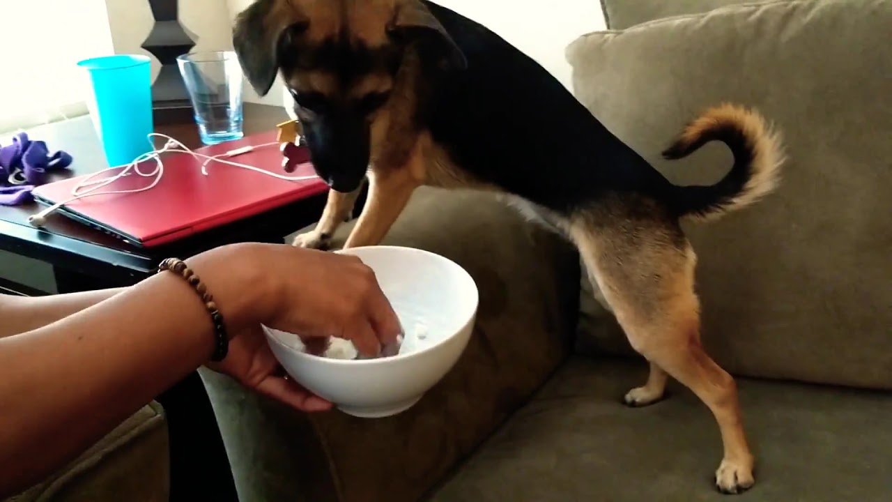 Can Dog Eat Curd Rice Can Dog Eat Curd Rice