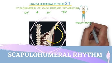 Scapulohumeral Rhythm Simple Animation I Shoulder Kinesiology