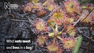 What eats meat and lives in a bog? The UK's carnivorous plants (Audio Described)