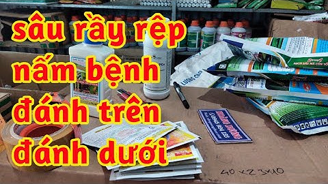 Sâu Rầy Nấm Bệnh Đánh Dưới Lên Và Tấn Công Trên Xuống