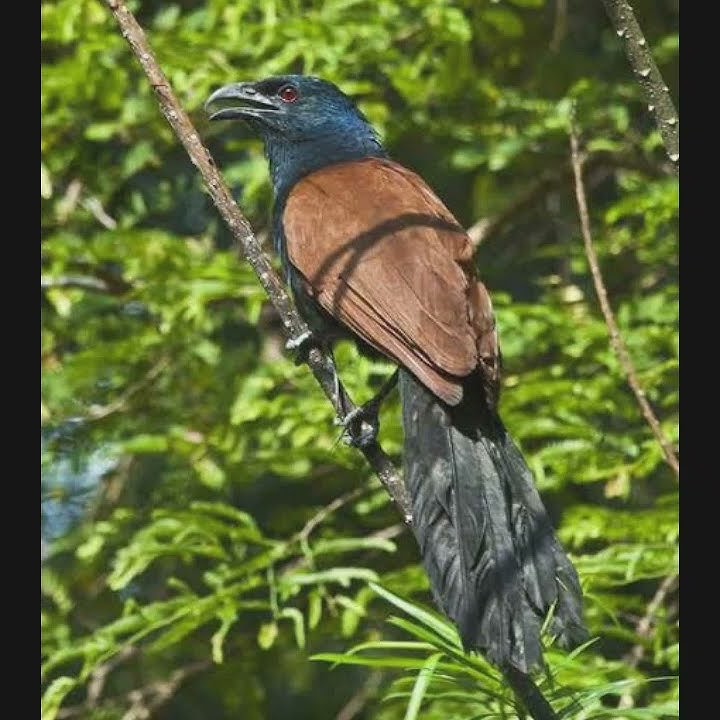 Suara Burung Bubut #shortsvideo