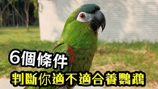 6個條件判斷你適不適合養鸚鵡!你過關了嗎? | 精鵡瘋雲