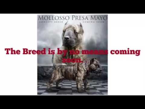 mollosso presa mayo breed