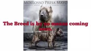 The Mollosso Presa Mayo From The Source.