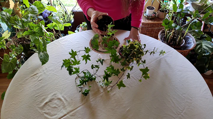 How to Grow Ivy Indoors Successfully
