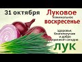 Утром съешьте маленький кусочек лука, и запейте тремя глотками освящённой воды