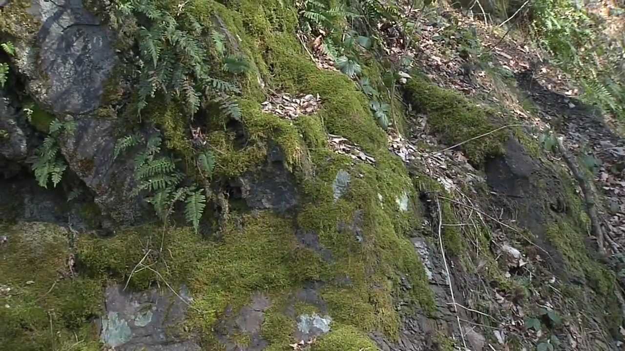 Bryophytes, The Secret Plants That Surround Us