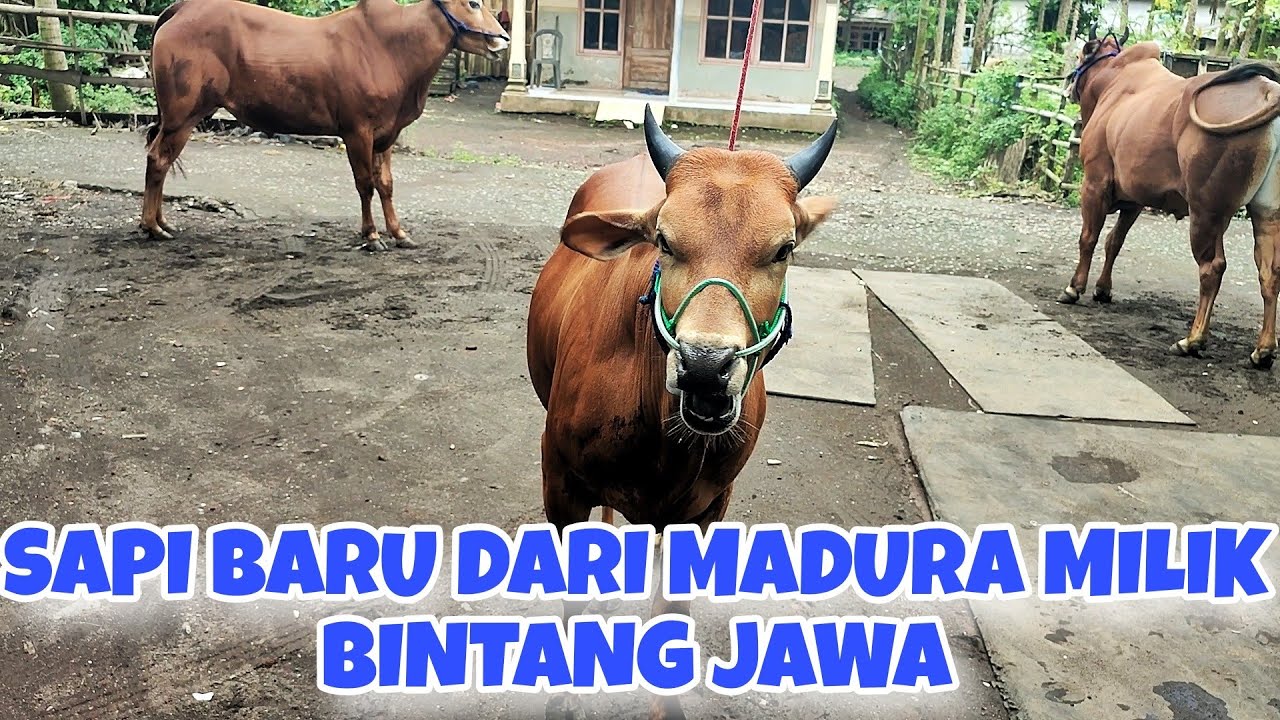 MAIN KE MARKAS BINTANG JAWA || TERNYATA ADA SAPI DARI BREKAY BALAP 🔥🔥