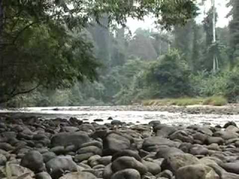 Video: Perbezaan Antara Taman Negara Dan Hutan Negara