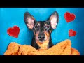 A new couch is a best couch! Cute & funny dachshund dog video!