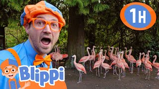 Playing At The Zoo - Blippi Feeds And Plays With The Animals |  Blippi | Kids Learn! |  Kids Videos