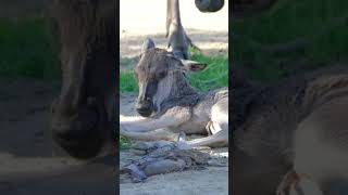 New Born Baby Wildebeest, Kgalagadi Transfrontier Park